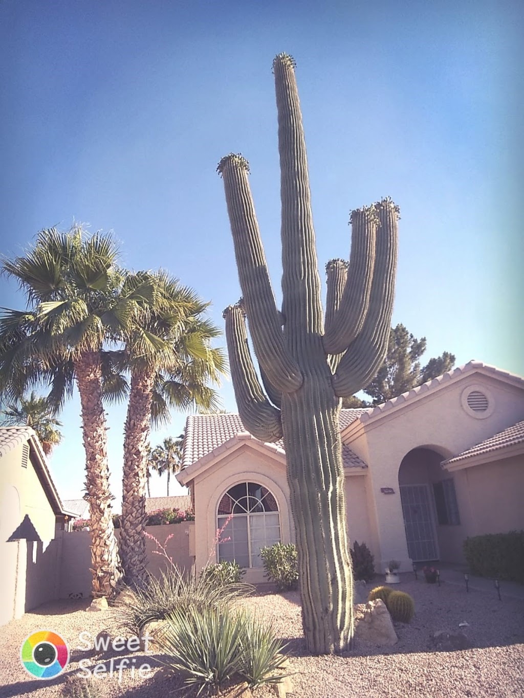 AZ Cactus Experts | 3030 N 35th Ave Suite 126, Phoenix, AZ 85017, USA | Phone: (602) 413-5920