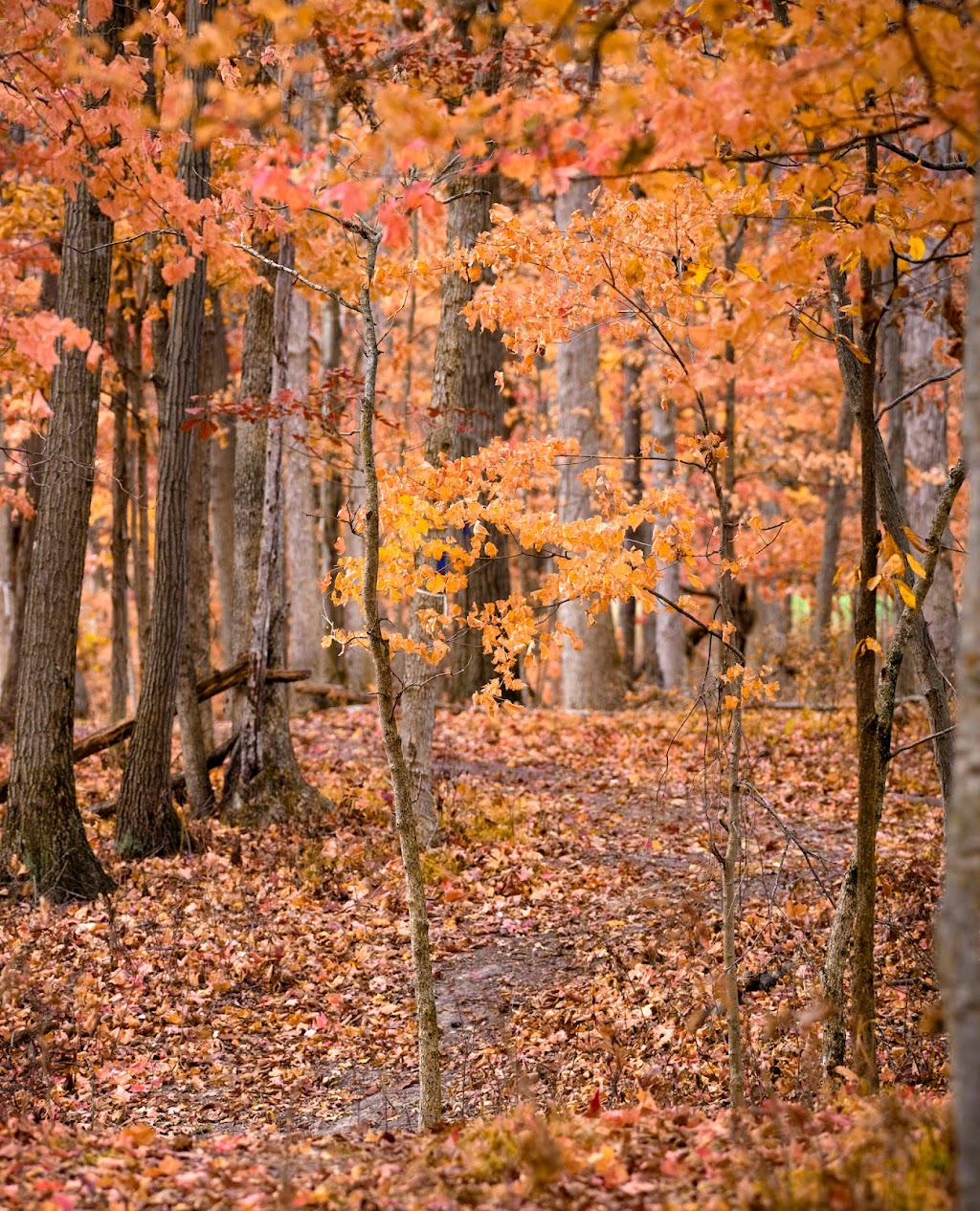 Penney Nature Center | Defiance, OH 43512, USA | Phone: (419) 782-1794