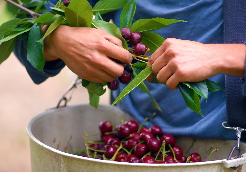 Fairhaven Orchards | 1448 Bolsa Road, CA-25, Hollister, CA 95023, USA | Phone: (831) 637-4221