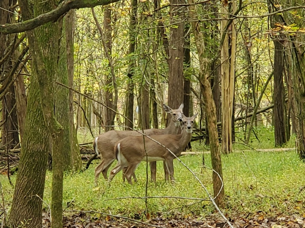 Bledsoe Creek State Park | 400 Zieglers Fort Rd, Gallatin, TN 37066, USA | Phone: (888) 867-2757