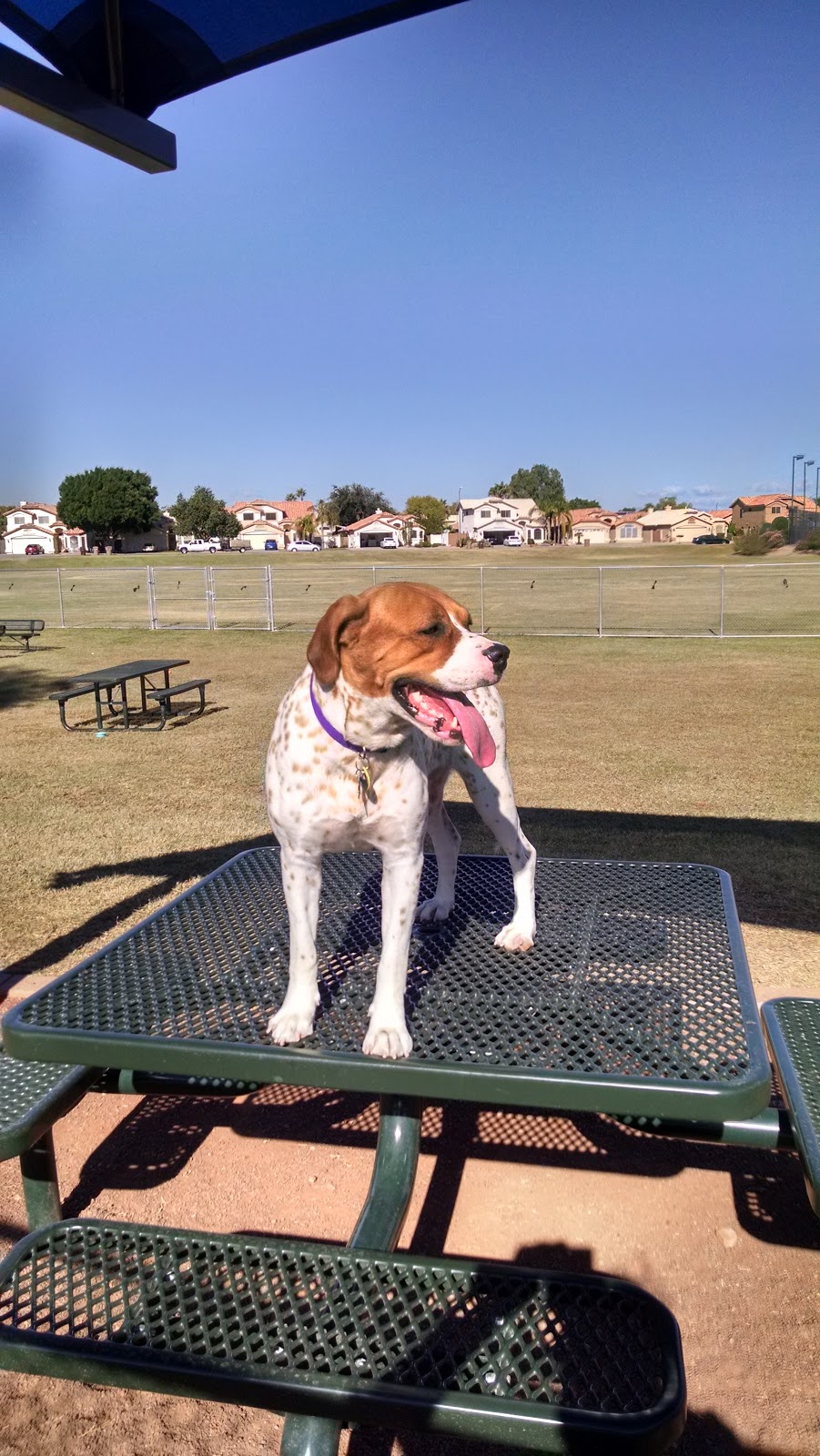 Parkridge Park Dog Park | 9734 W Beardsley Rd, Peoria, AZ 85382, USA | Phone: (623) 773-7137