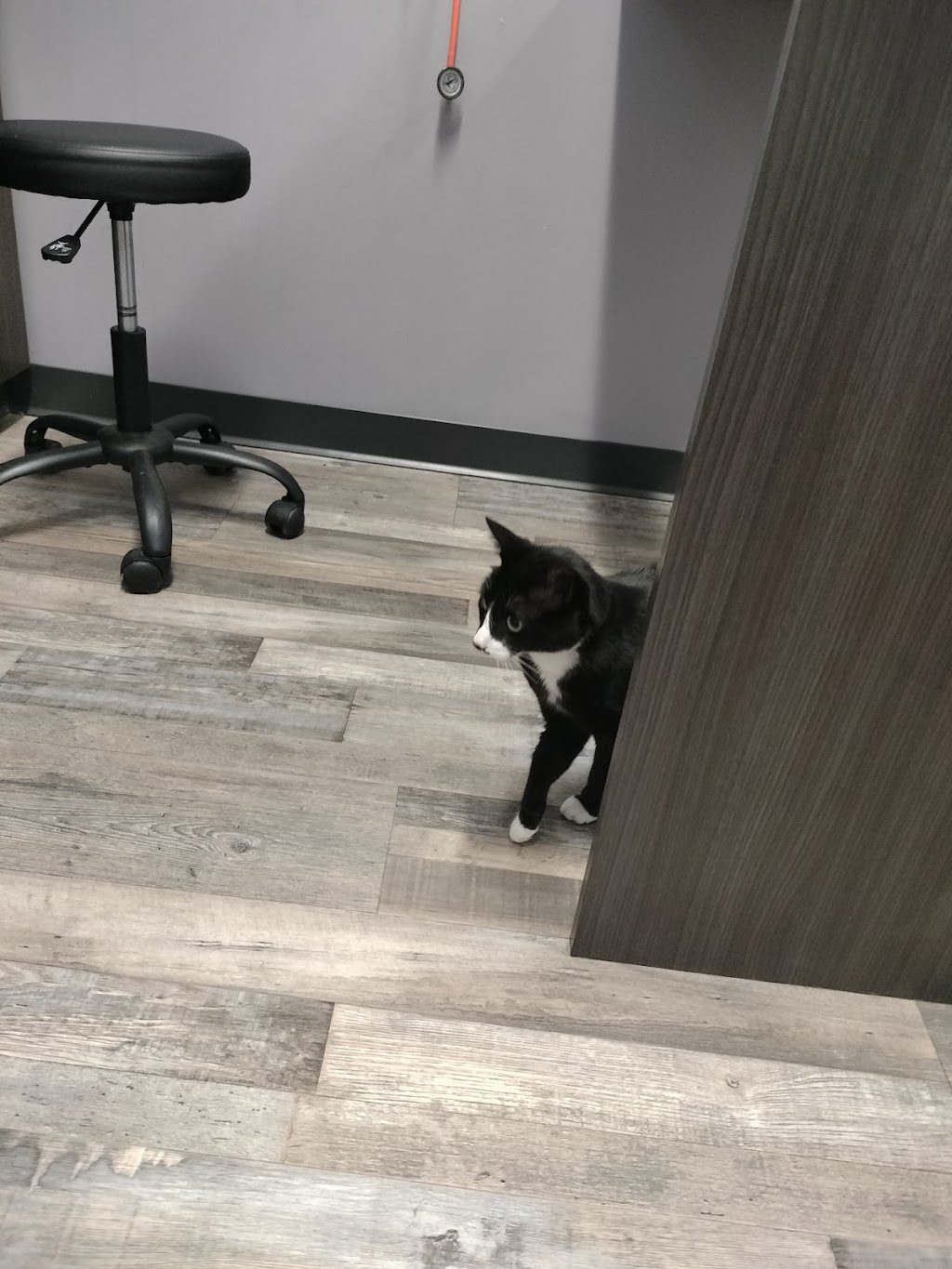 Animal House Veterinary Hospital | 4202 Jeffco Blvd, Arnold, MO 63010, USA | Phone: (636) 464-1038