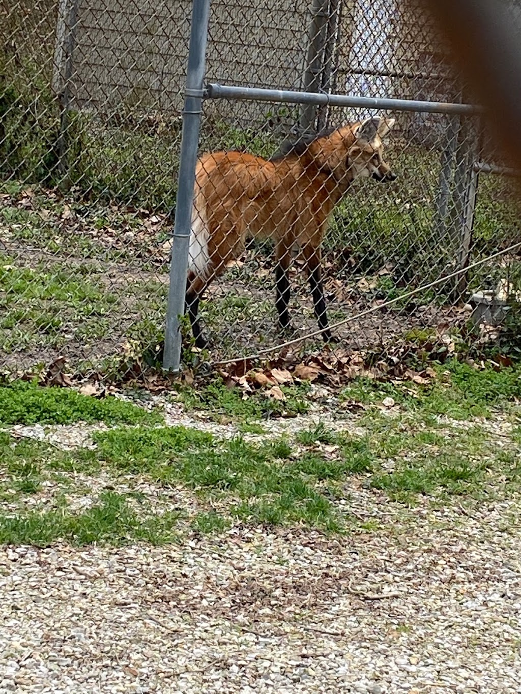 Endangered Wolf Center | 6750 Tyson Valley Rd, Eureka, MO 63025, USA | Phone: (636) 938-5900