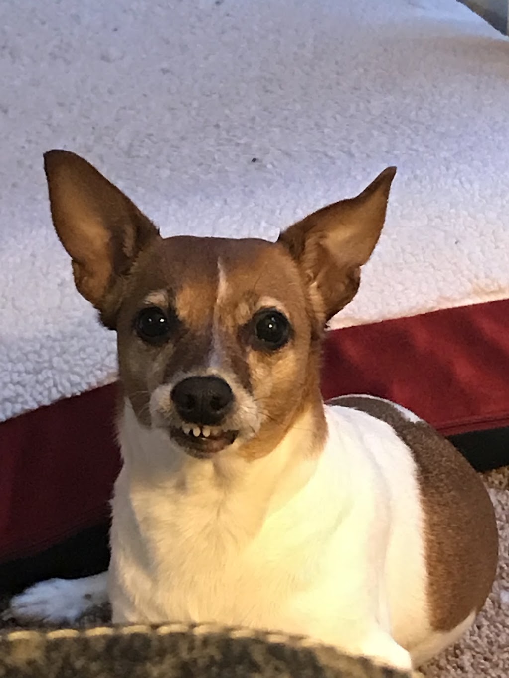 Hometown Veterinary Services | 7375 Middlebranch Ave NE, Canton, OH 44721, USA | Phone: (330) 305-6500