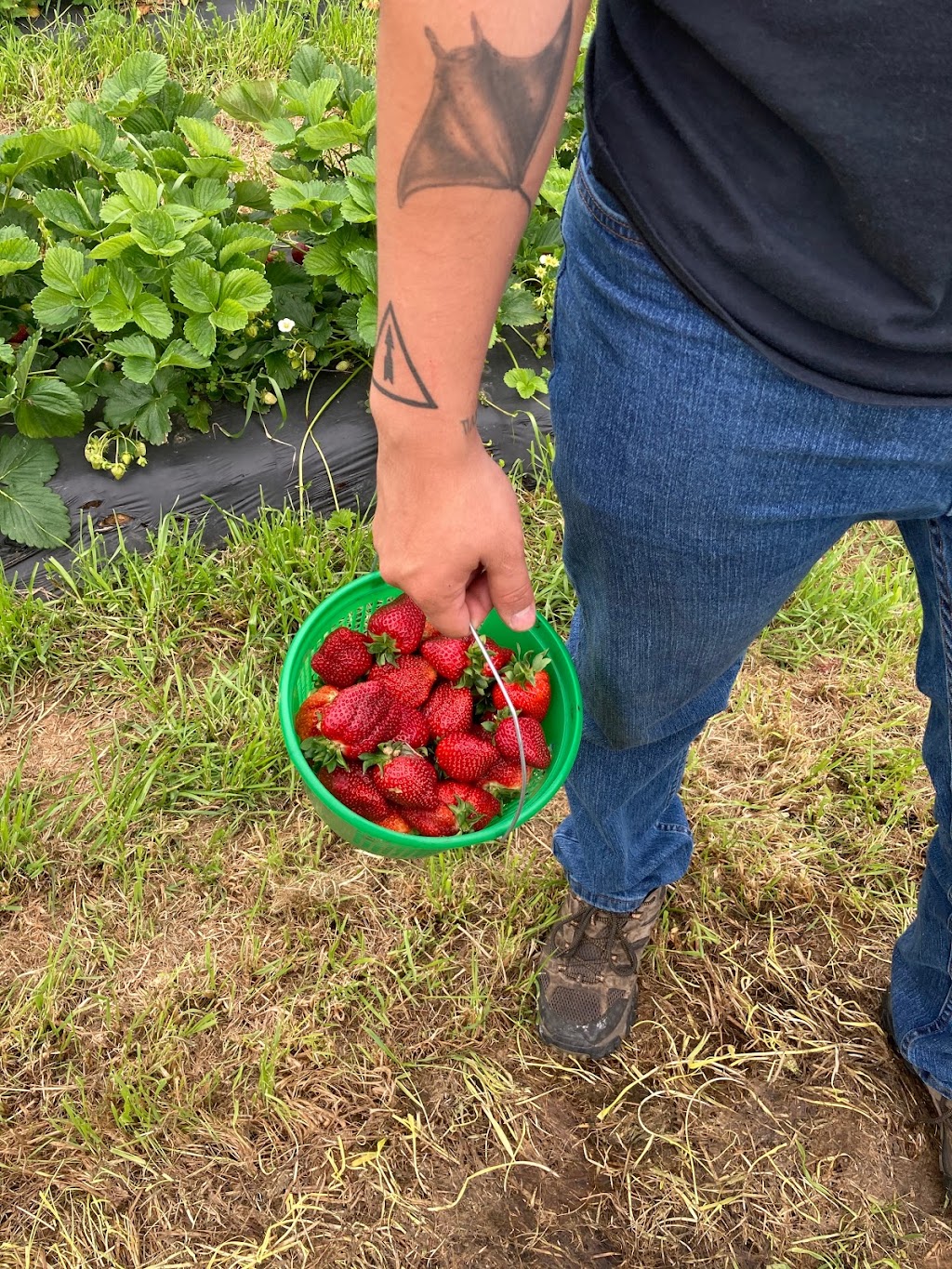 Slate Farms Strawberries | 1601 TN-76, Clarksville, TN 37043, USA | Phone: (931) 241-3966