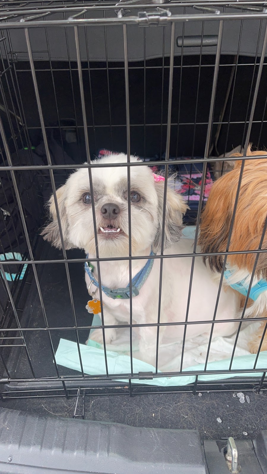 Fox & Friends Animal Hospital | 1024 Cypress Village Blvd, Ruskin, FL 33573, USA | Phone: (813) 633-2443