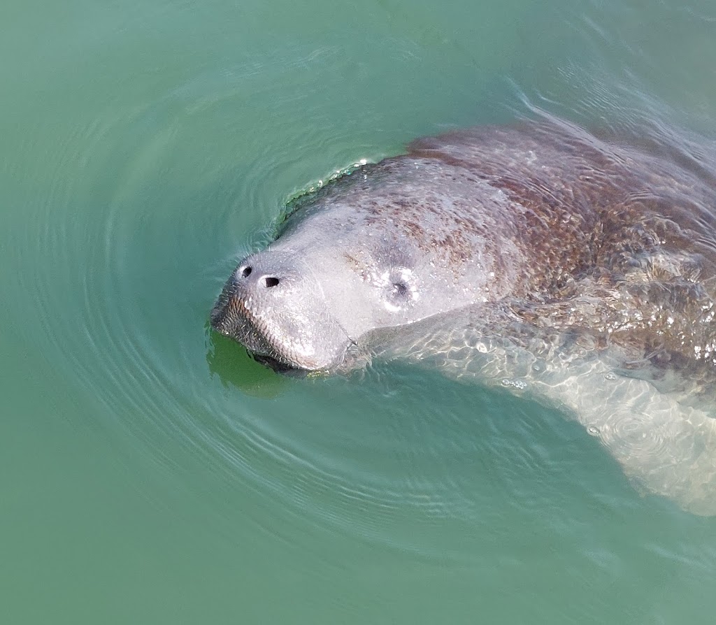 Turtle Mound River Tours | 865 Redfish Ave, New Smyrna Beach, FL 32169, USA | Phone: (386) 957-1207