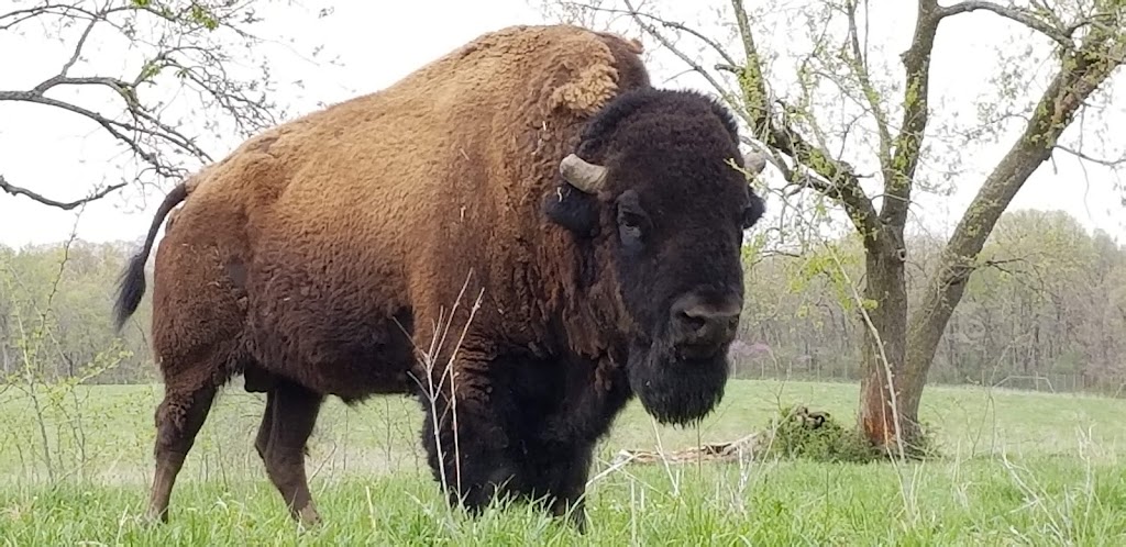 Native Hoofed Animal Enclosure | Lees Summit, MO 64064, USA | Phone: (816) 503-4800