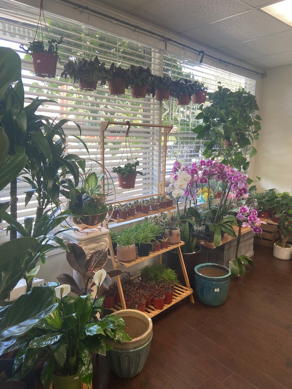 Fresh Indoor Plants | 1046 E 4th St, Ontario, CA 91764, USA | Phone: (909) 770-2098