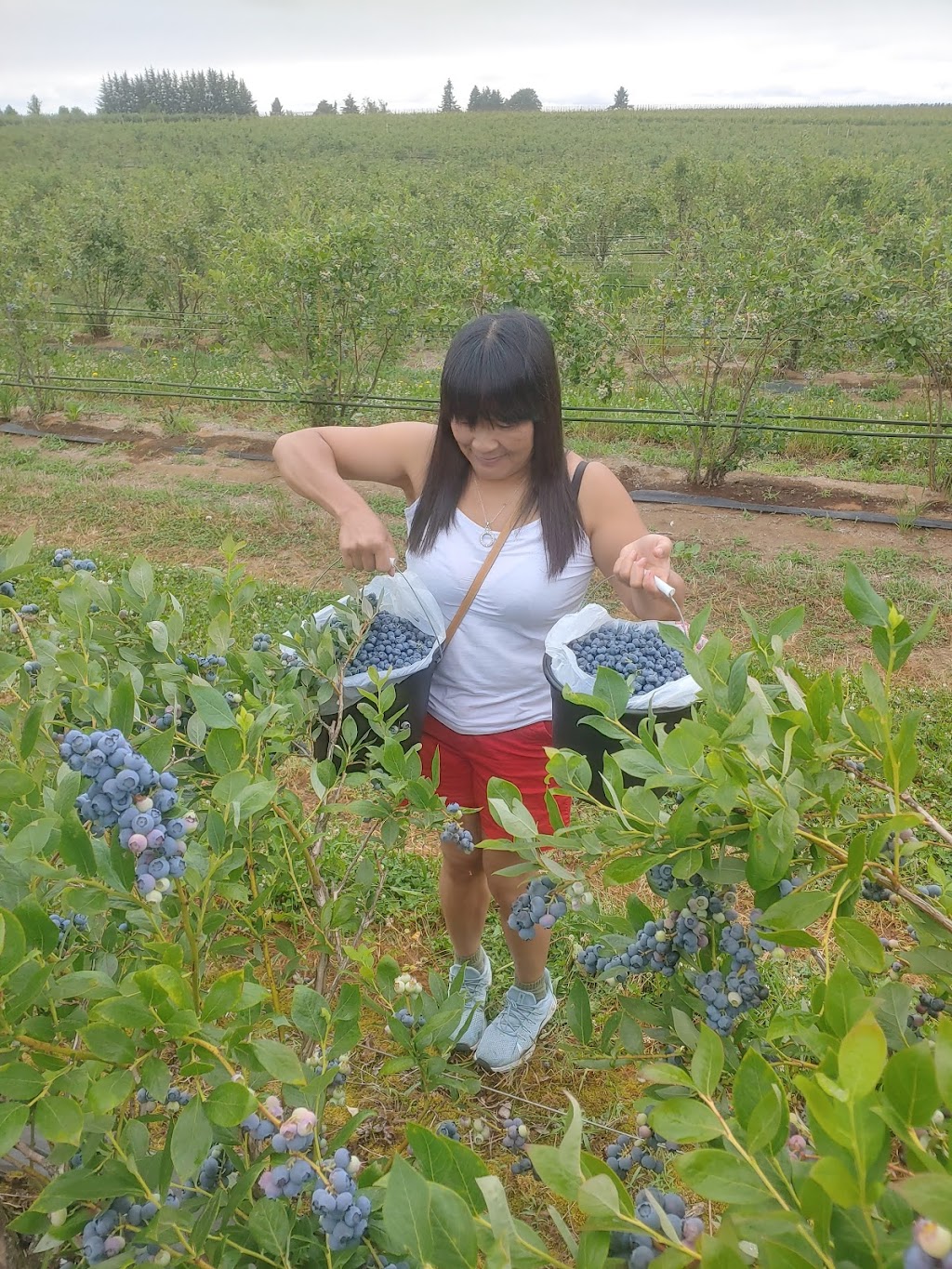 Nappe Farms- U Pick Blueberries | 10280 SE Orient Dr, Boring, OR 97009, USA | Phone: (503) 663-0885