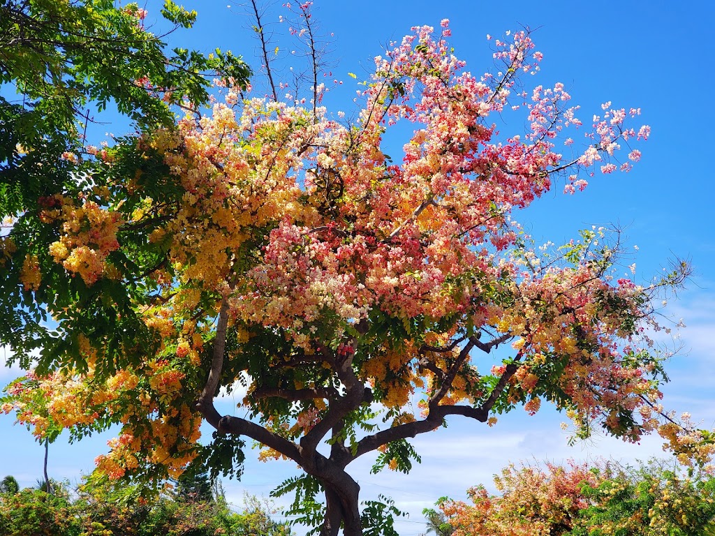 Kaelepulu Park | 207 Awakea Rd, Kailua, HI 96734, USA | Phone: (808) 768-3003