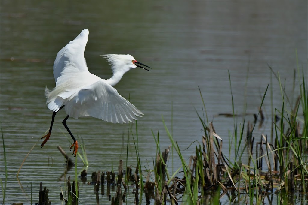 Ottawa National Wildlife Refuge Visitor Center | 14000 OH-2, Oak Harbor, OH 43449, USA | Phone: (419) 898-0014