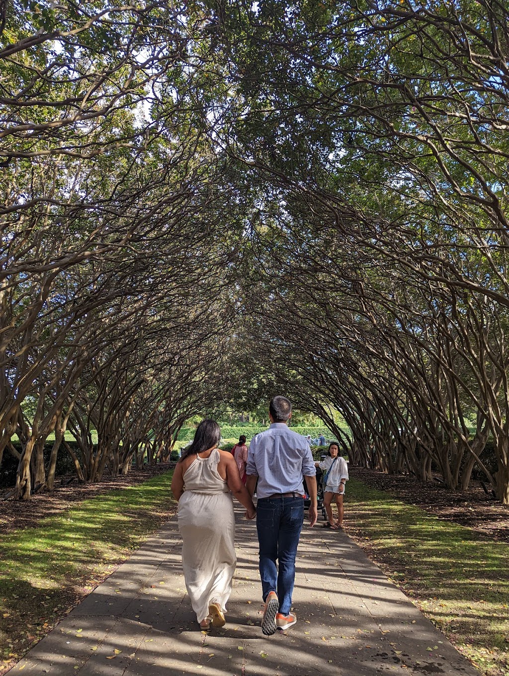 Crape Myrtle Alley | Martha Brooks Camellia Garden, Crape Myrtle Allee, Dallas, TX 75218, USA | Phone: (214) 515-6615