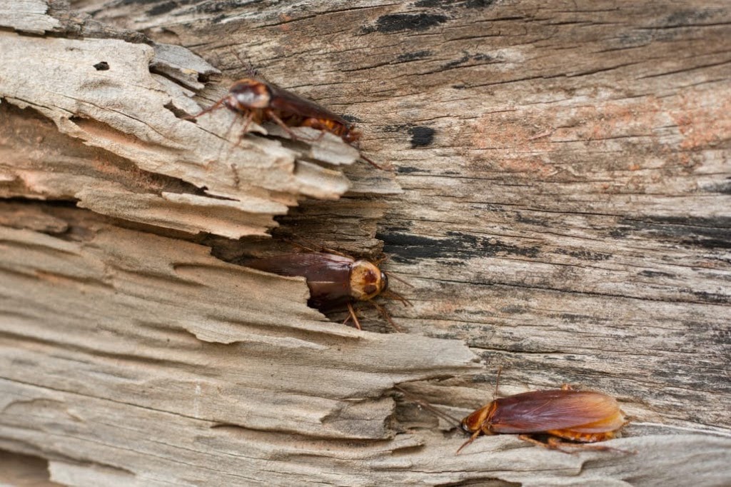 Madison County Termite and Pest Control | 208 W Main St, Glen Carbon, IL 62034, USA | Phone: (618) 377-6258