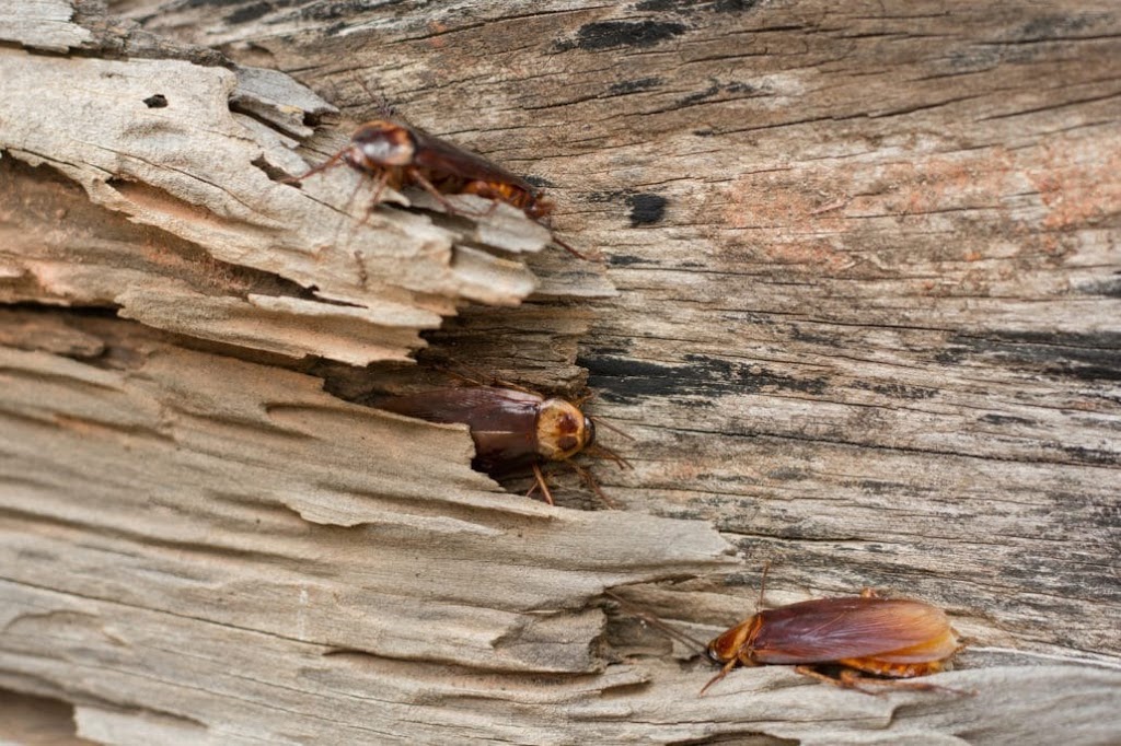 Madison County Termite and Pest Control | 208 W Main St, Glen Carbon, IL 62034, USA | Phone: (618) 377-6258