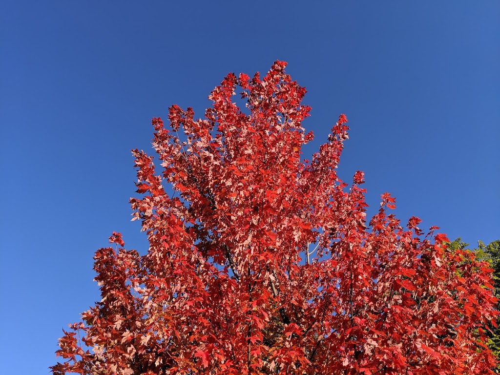 Waterford Oaks County Park | 1702 Scott Lake Rd, Waterford Twp, MI 48328, USA | Phone: (248) 858-0916