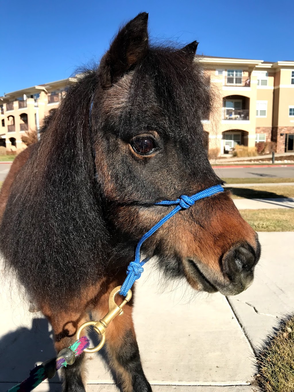 Dancing Spirit Equine Facilitated Learning and Coaching | 876 Stagecoach Trail, Lyons, CO 80540, USA | Phone: (720) 320-7237