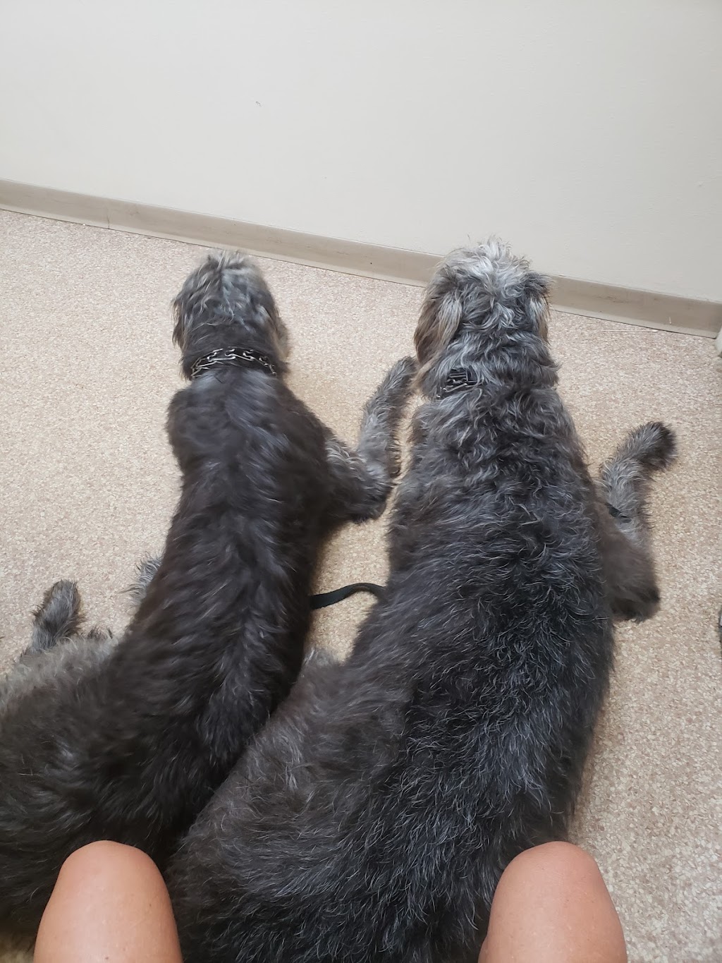 Apollo Beach Animal Hospital | 5998 N U.S. Hwy 41, Apollo Beach, FL 33572, USA | Phone: (813) 645-9567