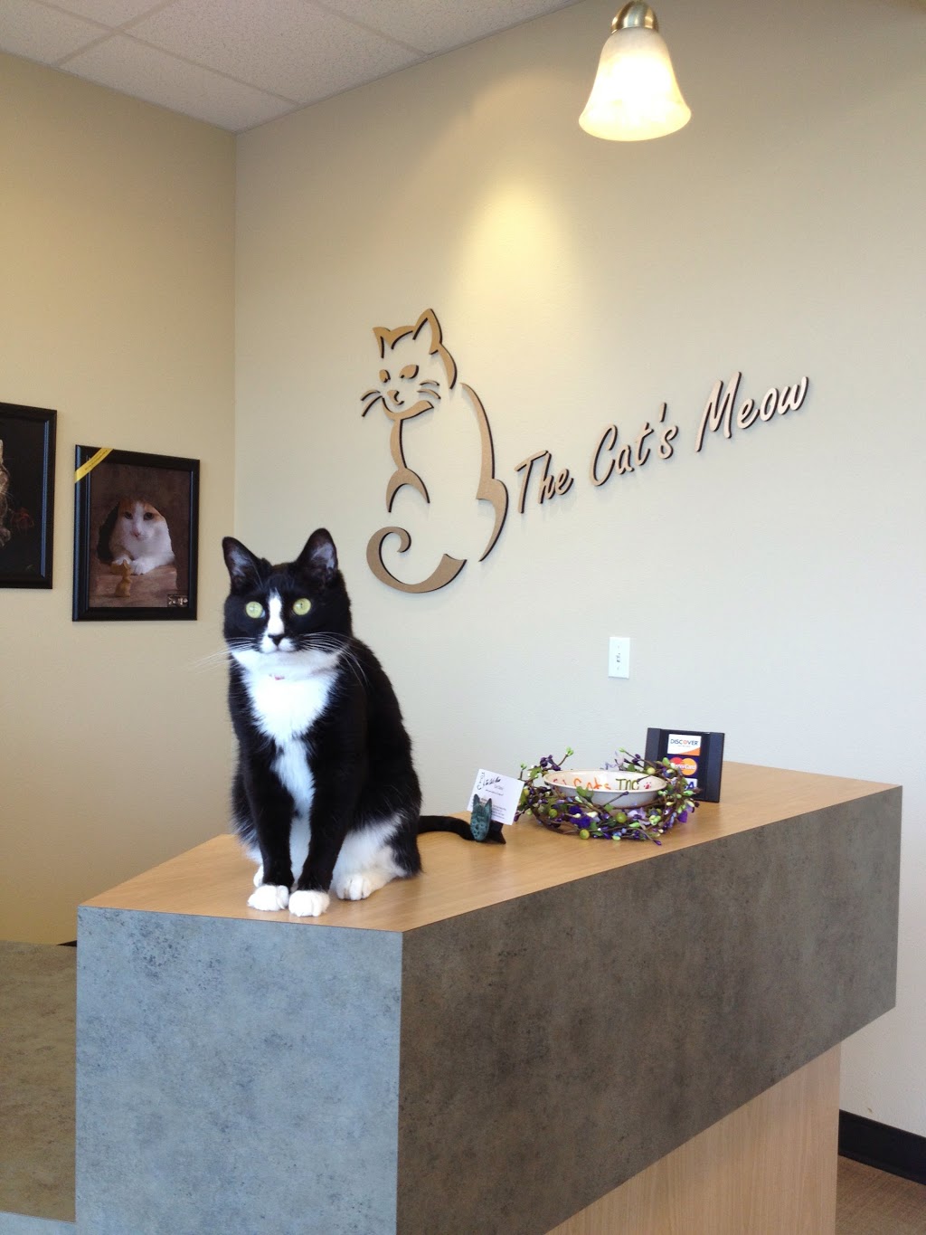 The Cats Meow Cat Clinic | 19743 OR-213, Oregon City, OR 97045, USA | Phone: (503) 518-6369