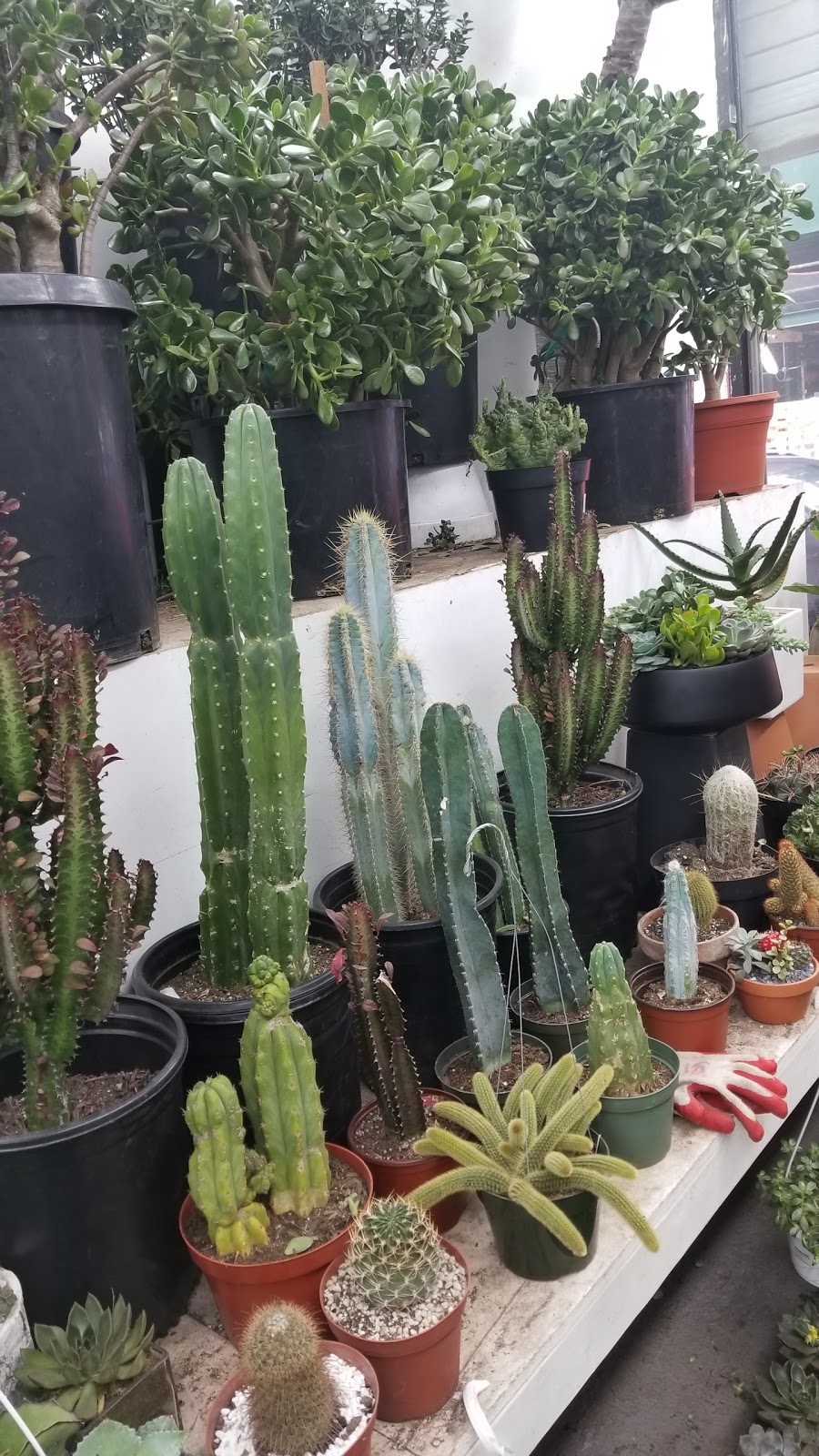 Tropical Plants And Orchids Inc | 106 W 28th St, New York, NY 10001, USA | Phone: (212) 255-7883