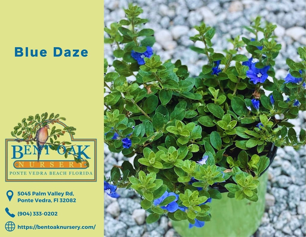 Bent Oak Nursery | 5045 Palm Valley Rd, Ponte Vedra Beach, FL 32082, USA | Phone: (904) 333-0202
