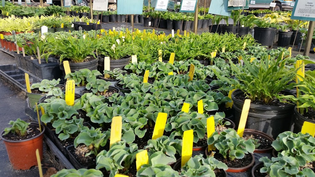 Pine Forest Gardens Hosta Nursery | 556 Ellison Rd, Tyrone, GA 30290, USA | Phone: (770) 487-5036