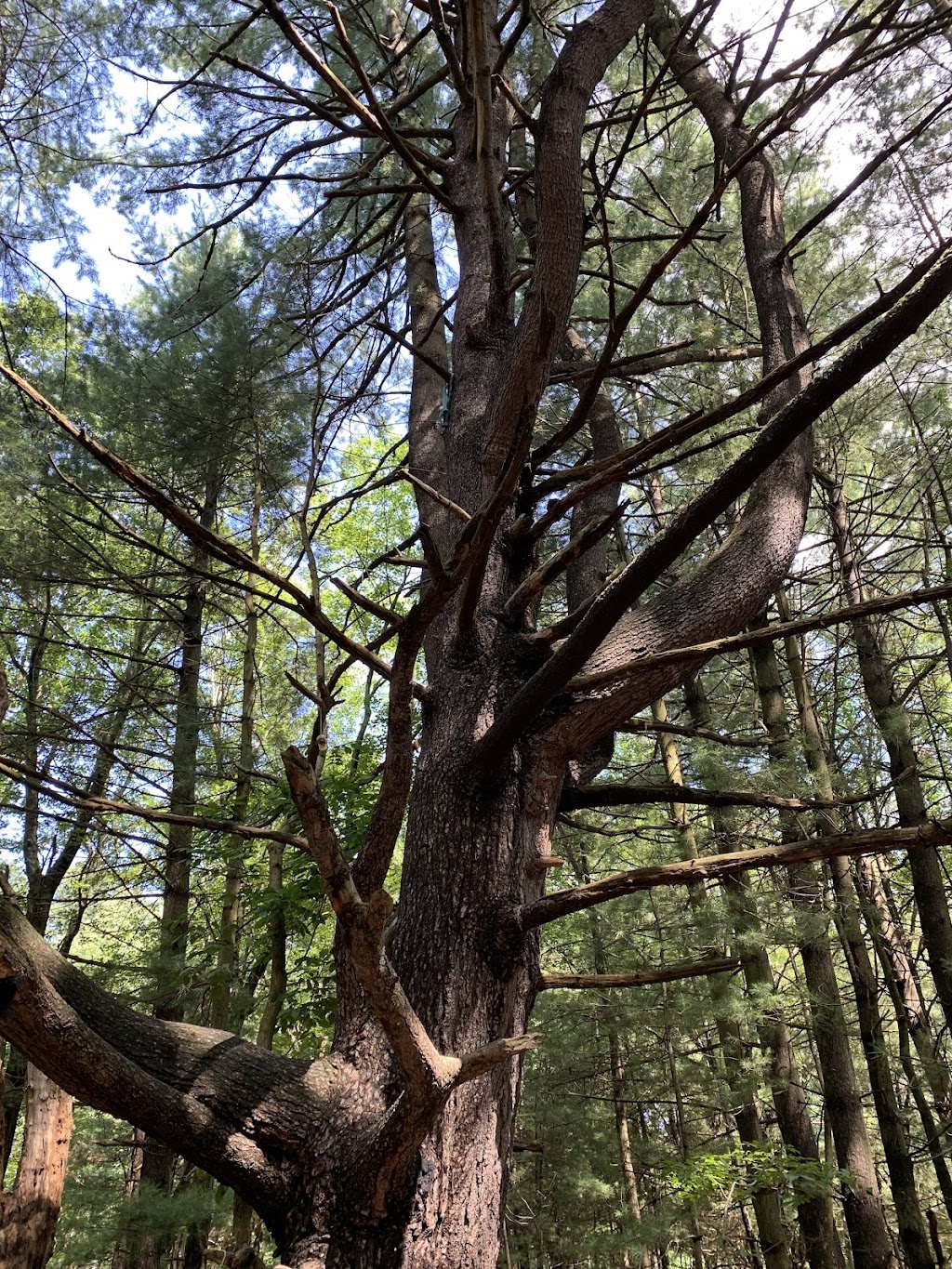 Psychotherapy | 109 Browns Rd, Huntington, NY 11743, USA | Phone: (516) 518-4344