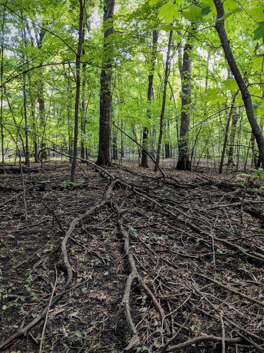 Mary Schmidt Crawford Woods Scientific and Natural Area (SNA) | Co Rd 126, Buffalo, MN 55313, USA | Phone: (651) 296-6157