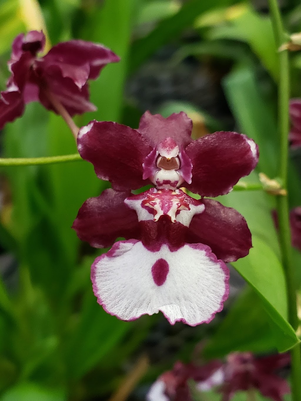 Venamy Orchids | 1460 NY-22, Brewster, NY 10509, USA | Phone: (845) 278-7111
