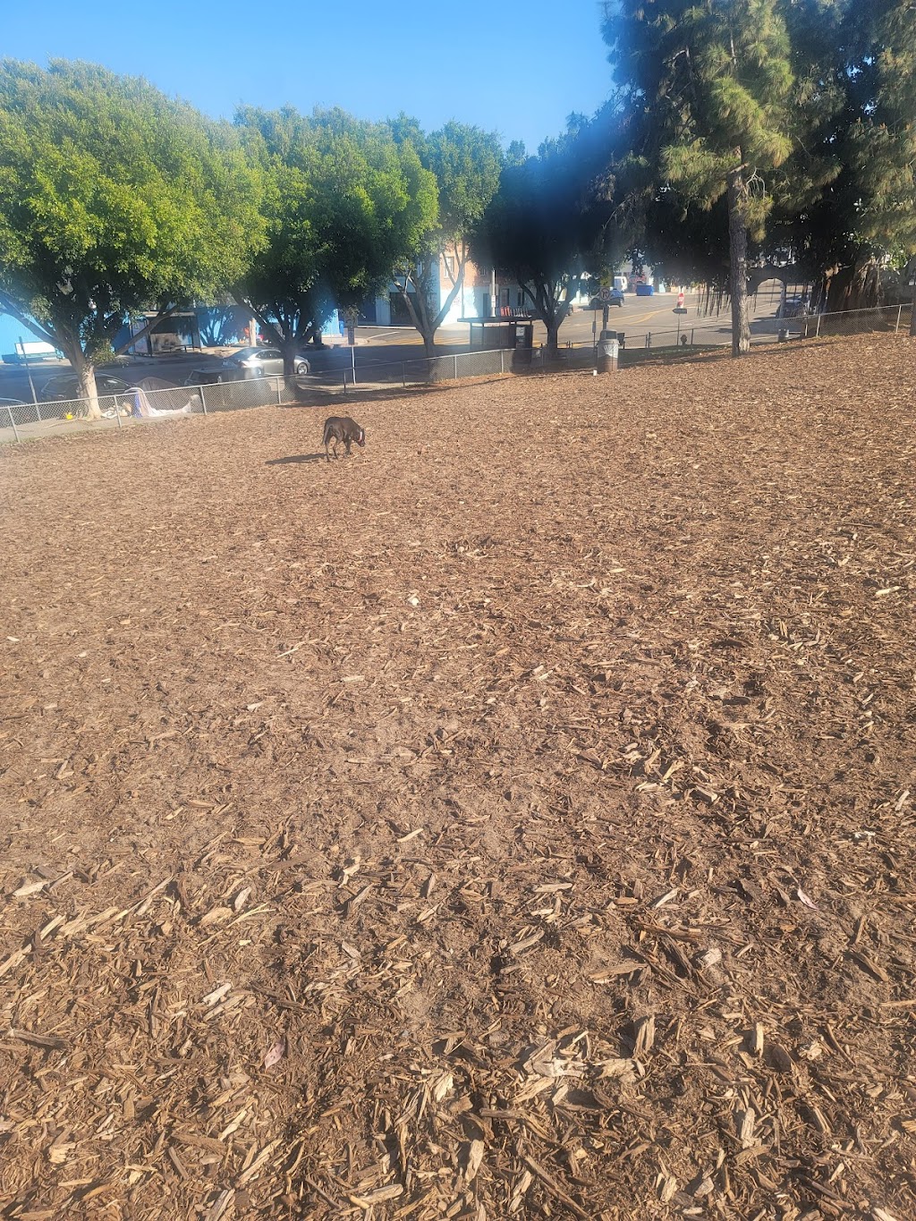 Westminster Dog Park | 1234 Pacific Ave, Venice, CA 90291, USA | Phone: (310) 396-1615