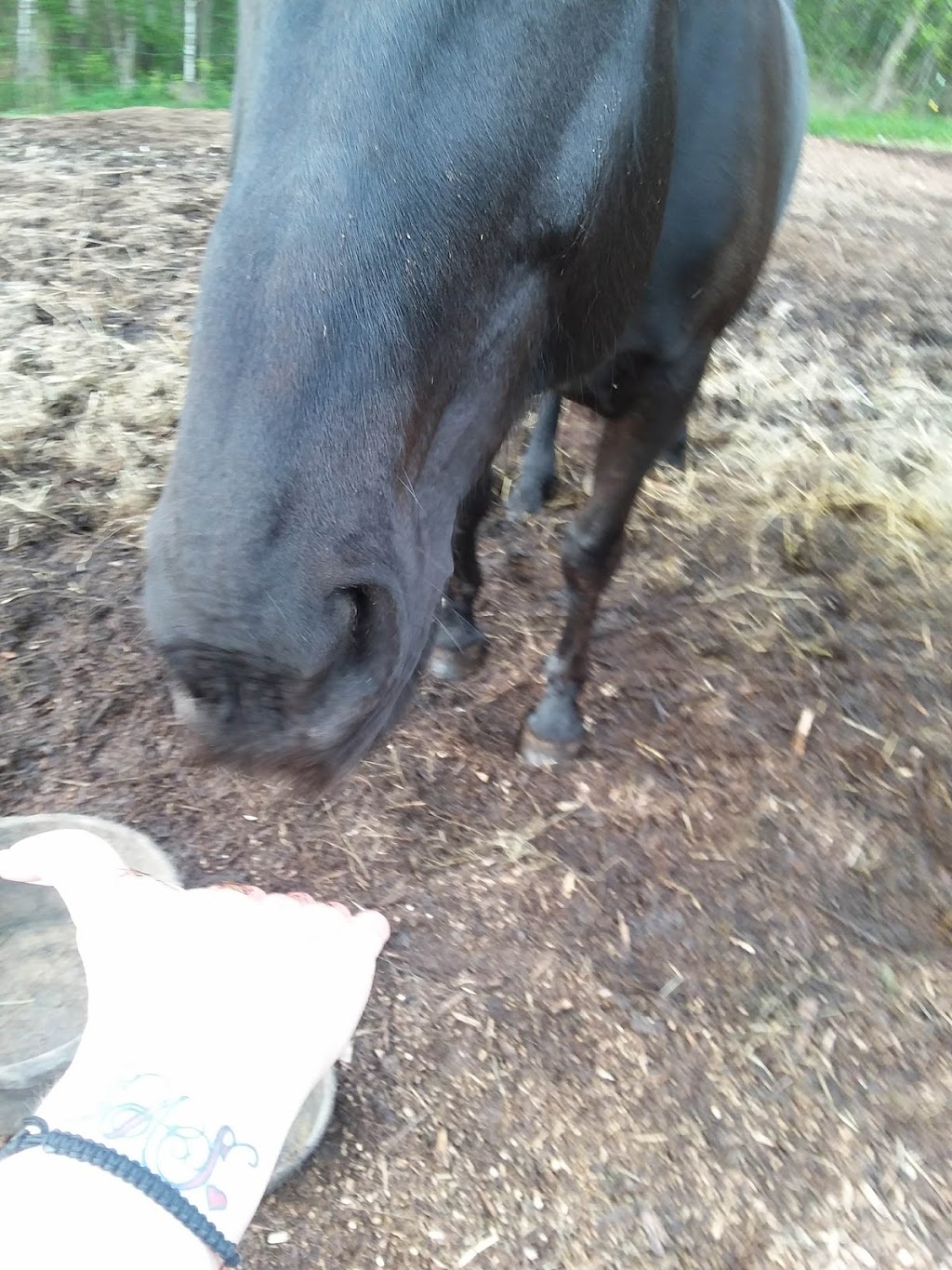 New Horizon Stables | 586 Pearse Rd, Schenectady, NY 12309, USA | Phone: (518) 698-3391