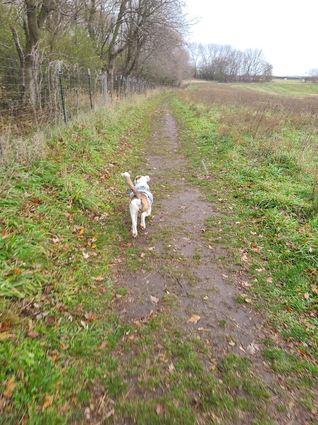 Paw Print Dog Park | 2701 S Oakhill Ave, Janesville, WI 53546, USA | Phone: (608) 755-3030