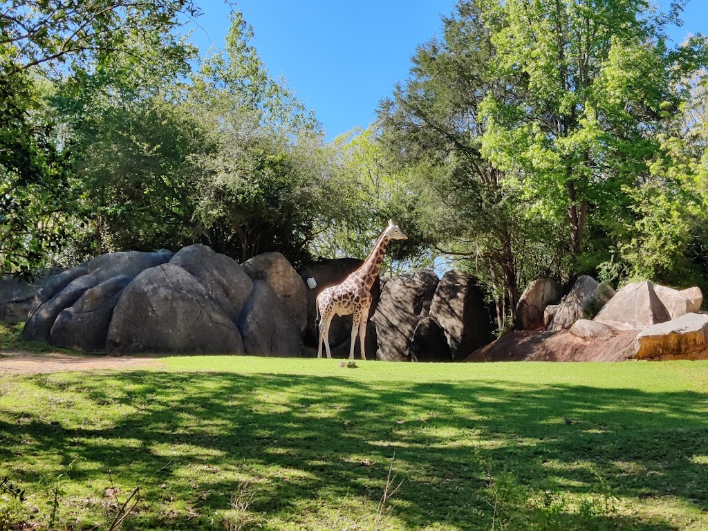 African Lion Habitat | Asheboro, NC 27205, USA | Phone: (800) 488-0444