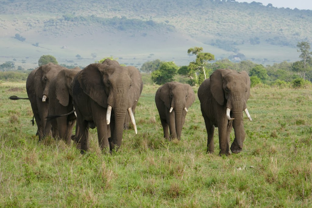 Crown World Travel | 41605 N Laurel Valley Way, Anthem, AZ 85086, USA | Phone: (815) 459-3221