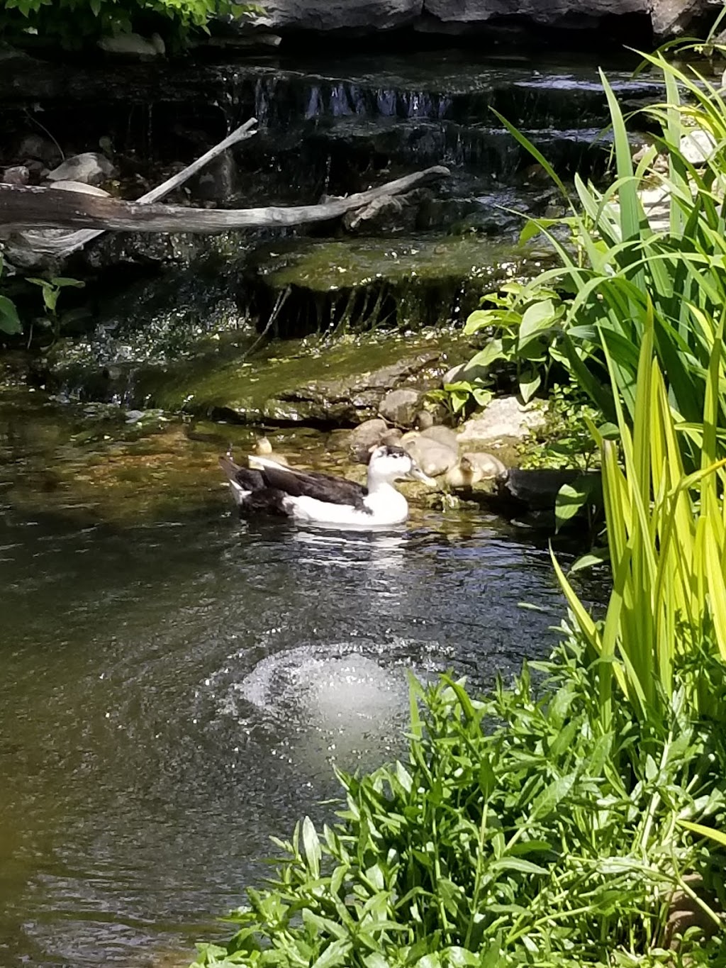 Scenic Landscapes, Water Garden Nursery & Garden Center | 5911 W Maple St, Wichita, KS 67209, USA | Phone: (316) 942-4861