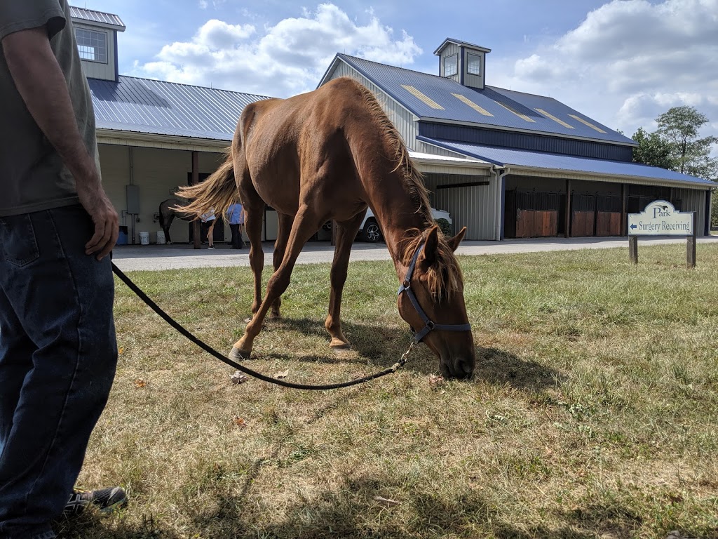 Park Equine Hospital | 5455 Lexington Rd, Lexington, KY 40511, USA | Phone: (859) 987-4303