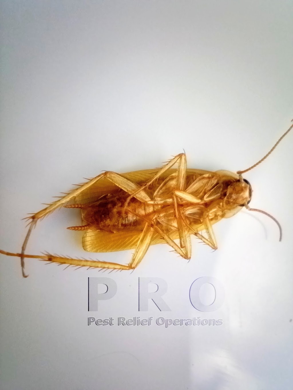 Pest Relief Operations | 267 Niagara St, St. Catharines, ON L2M 5N2, Canada | Phone: (289) 434-6256