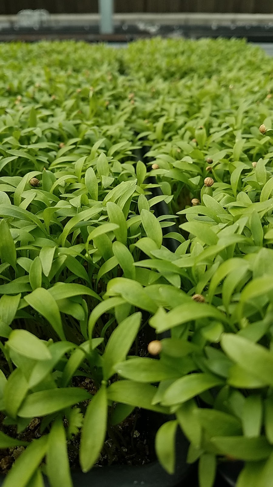 Arizona Microgreens | 3146 E Wier Ave, Phoenix, AZ 85040, USA | Phone: (602) 459-0984