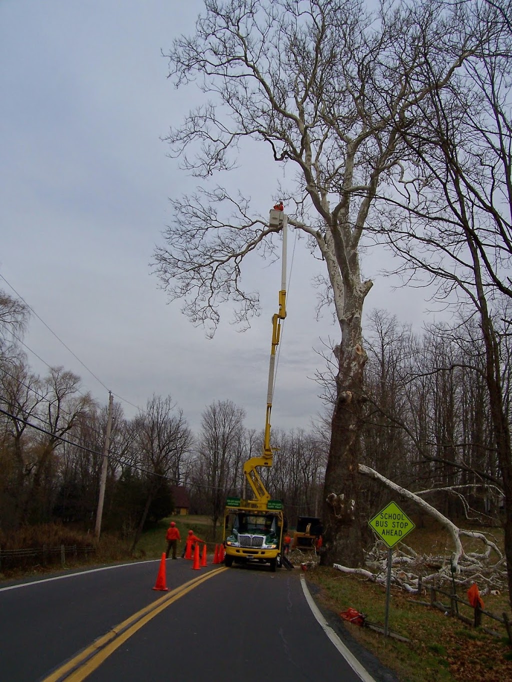 Adirondack Tree Surgeons Inc | 353 Gurn Springs Rd, Gansevoort, NY 12831, USA | Phone: (518) 792-2225