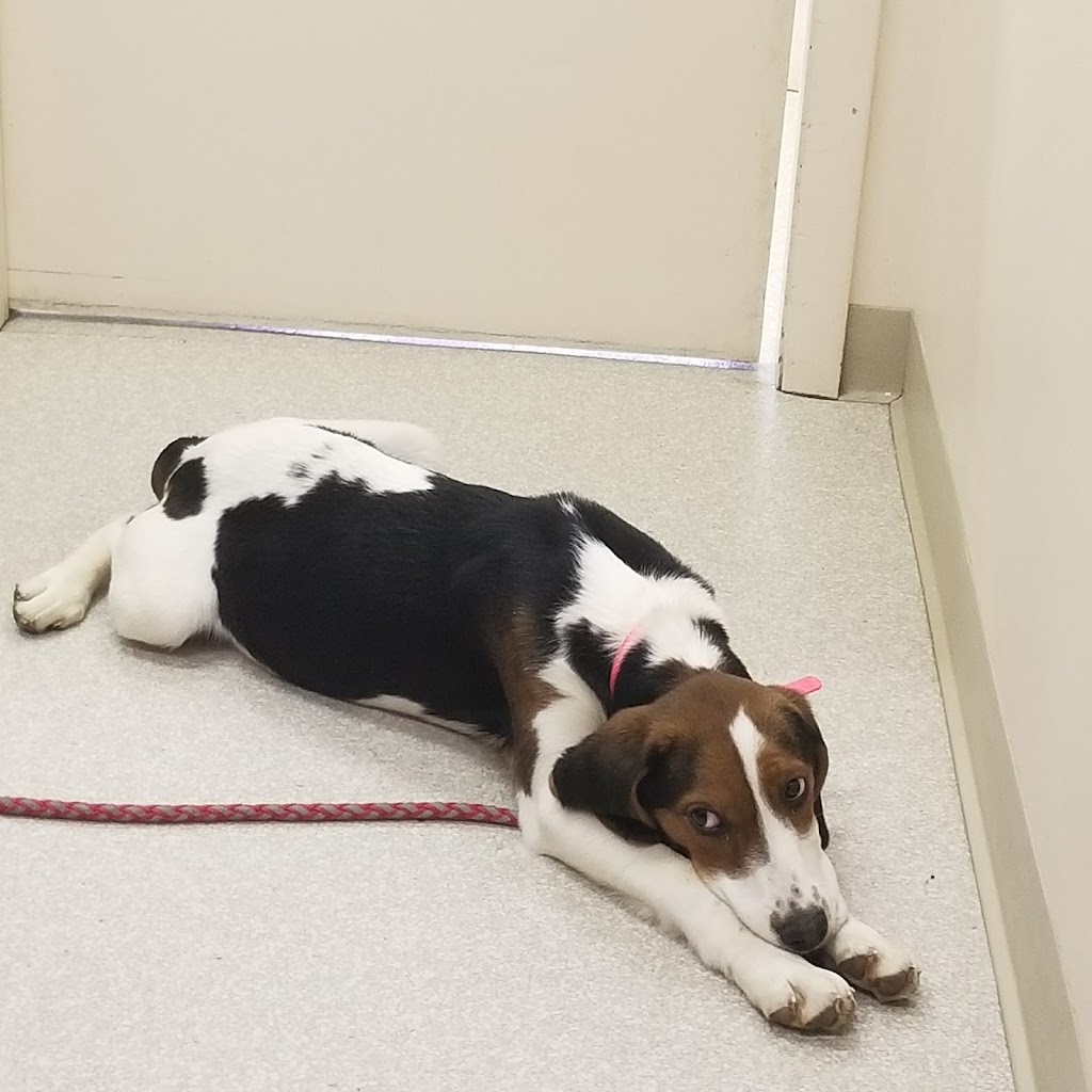 Geneva Veterinary Clinic | 254 S Broadway, Geneva, OH 44041, USA | Phone: (440) 361-4363