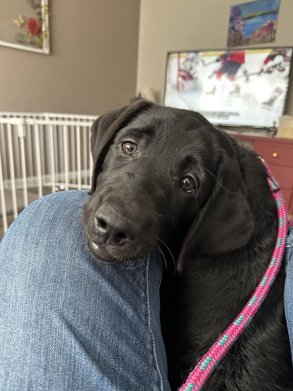 Acorn Veterinary Clinic | 1340 E Covell Blvd # 101, Davis, CA 95616, USA | Phone: (530) 753-7580