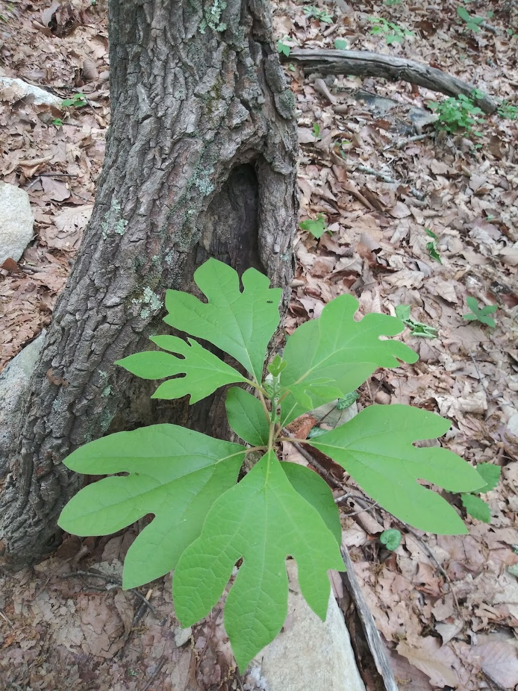 Cane Creek Mountains Natural Area - Pine Hill Trailhead | 5075 Bass Mountain Rd, Snow Camp, NC 27349, USA | Phone: (336) 229-2410