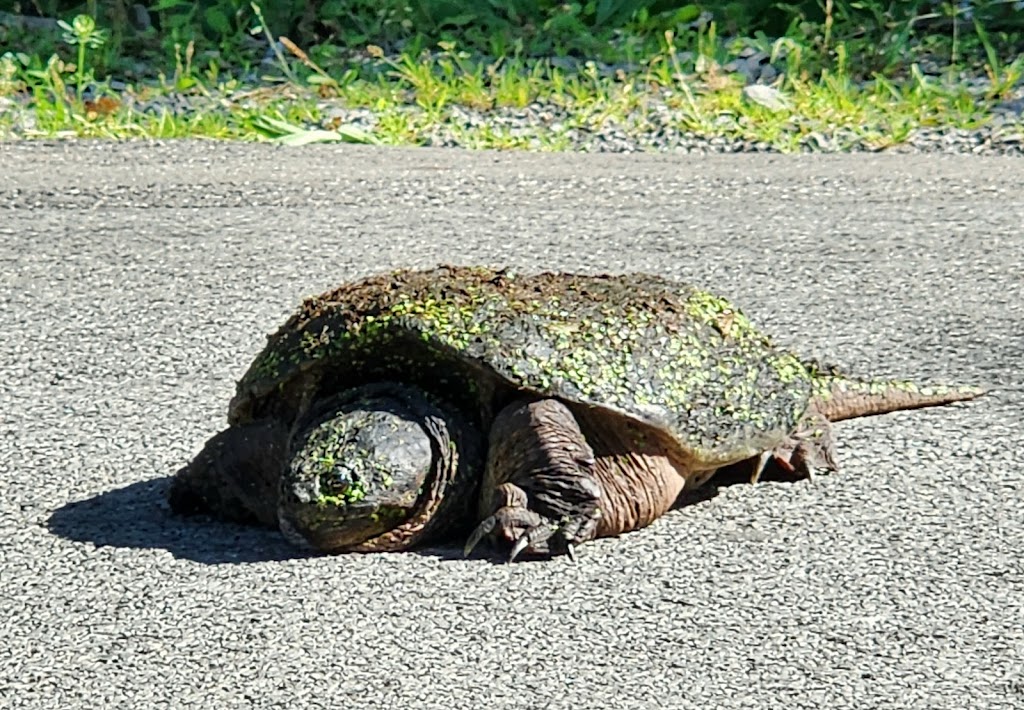 Tillman Road Wildlife Management Area | 9988 Wehrle Dr, Clarence, NY 14031, USA | Phone: (716) 372-0645