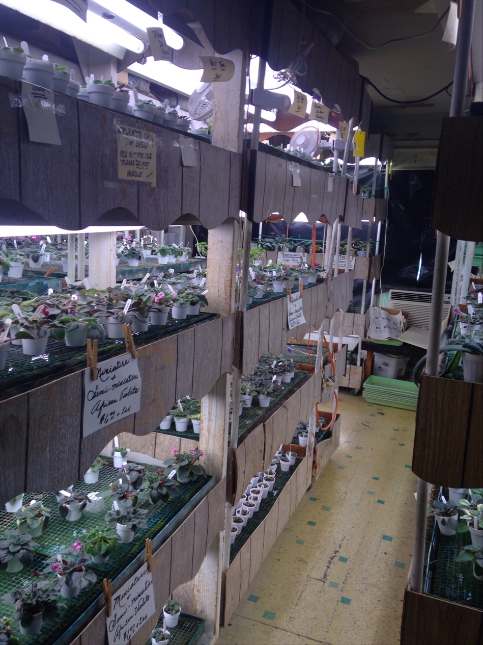 Hill Country African Violets and Nursery | 32005 I. H. 10 West, Boerne, TX 78006, USA | Phone: (830) 249-2614