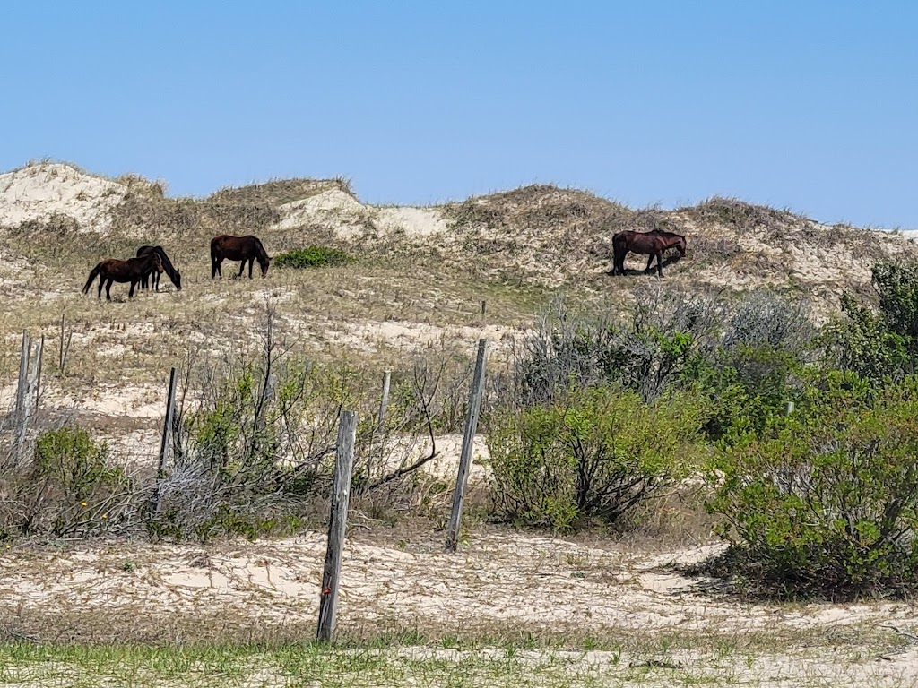 Back Country Safari Horse Tours | Light Town Center, 1159 Austin St, Corolla, NC 27927 | Phone: (252) 453-0877