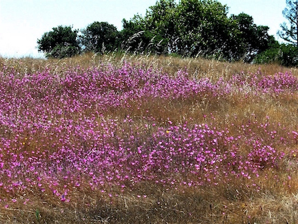 Kite Hill Wildflower Preserve | Jane Dr, Woodside, CA 94062, USA | Phone: (650) 851-6790