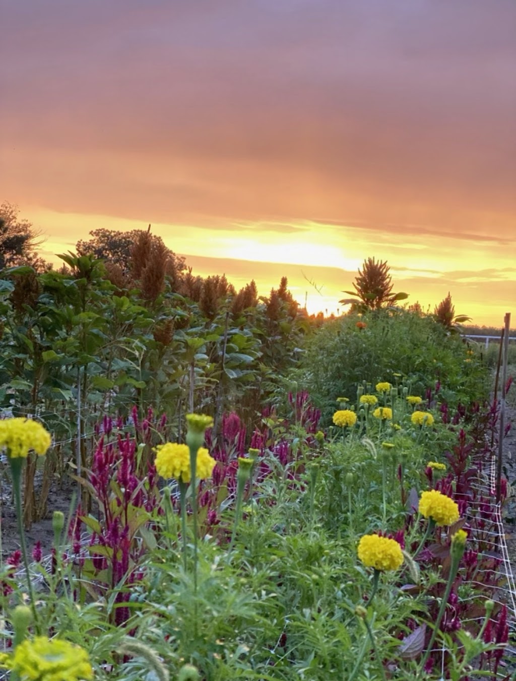 Calhoun Flower Farms | 86 Haasville Rd, Anthony, NM 88021, USA | Phone: (575) 526-6661