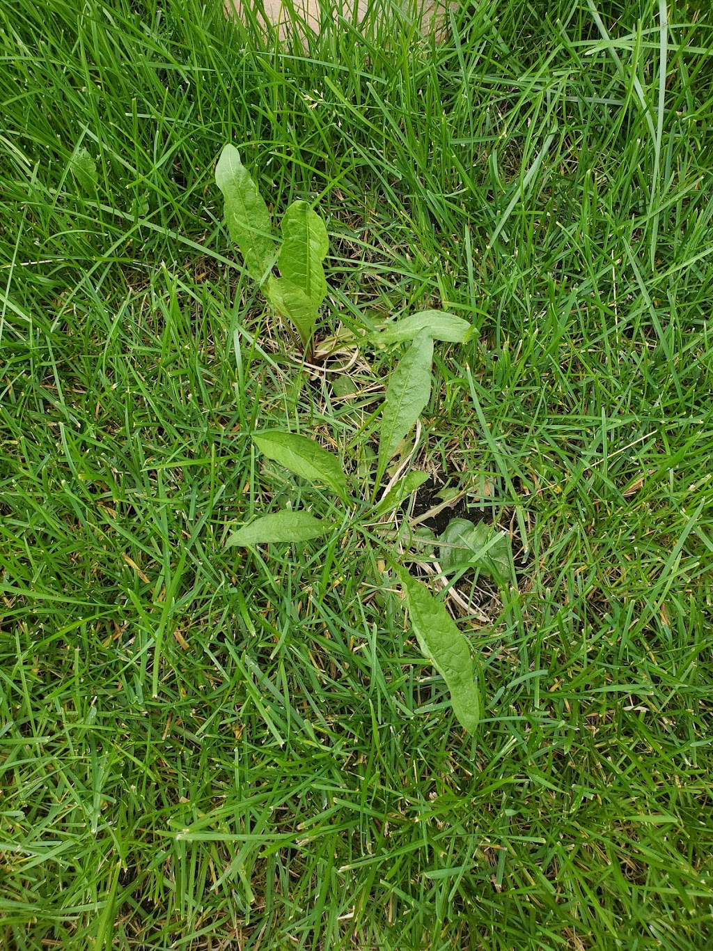 ExperiGreen Lawn Care | 5820 N Hix Rd, Westland, MI 48185, USA | Phone: (810) 600-5534