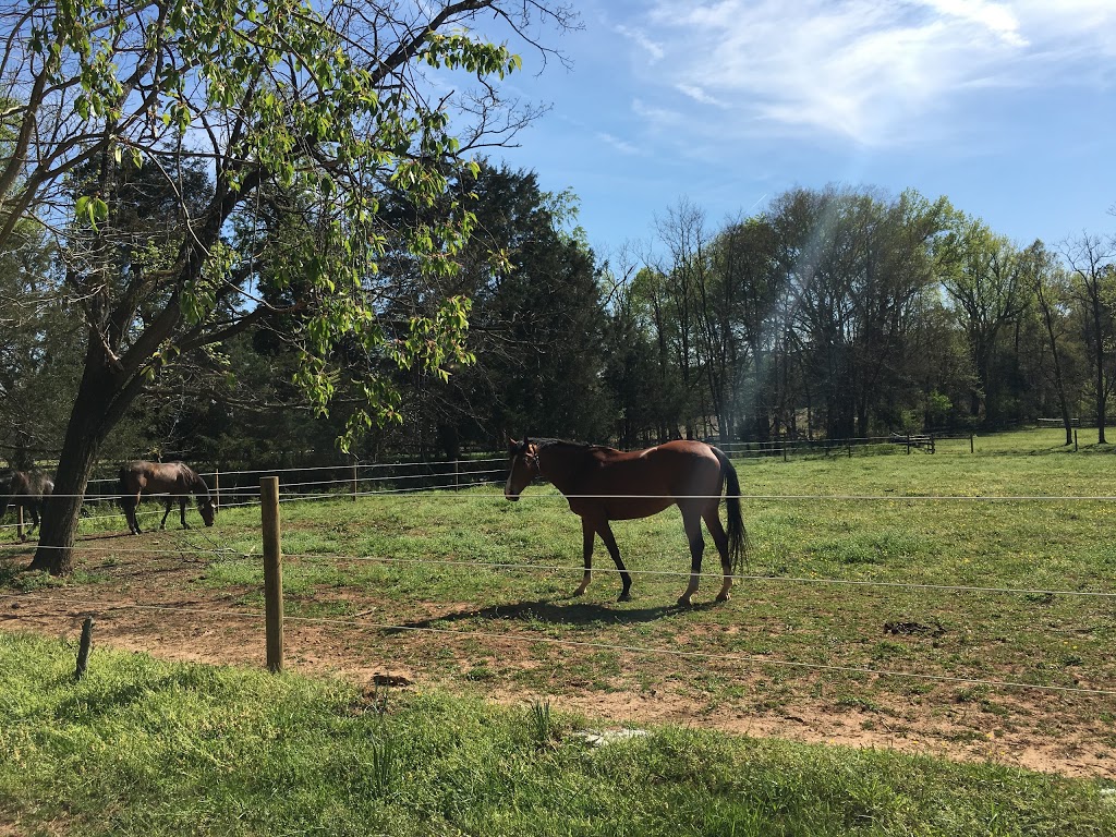 Level Green Riding School | 3350 John Tree Hill Rd, Powhatan, VA 23139, USA | Phone: (804) 794-8463