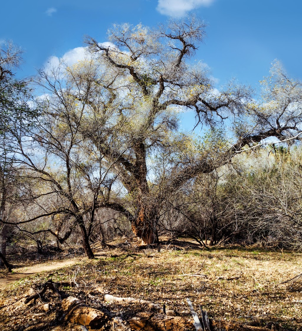 Hassayampa River Preserve Nature Center | 49614 U.S. Hwy 60 89, Wickenburg, AZ 85390, USA | Phone: (928) 684-2772